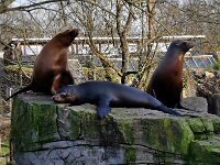 Tiere 0010