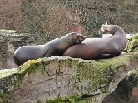 Tiere 0012