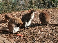 Tiere 0013
