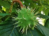 Natur 0001