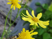Natur 0003