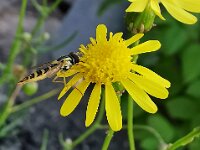 Natur 0004