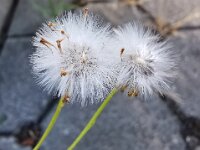 Natur 0005