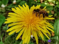 Natur 0016