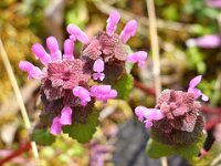 Natur 0018
